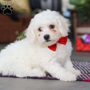 Ranger, Bichon Frise Puppy